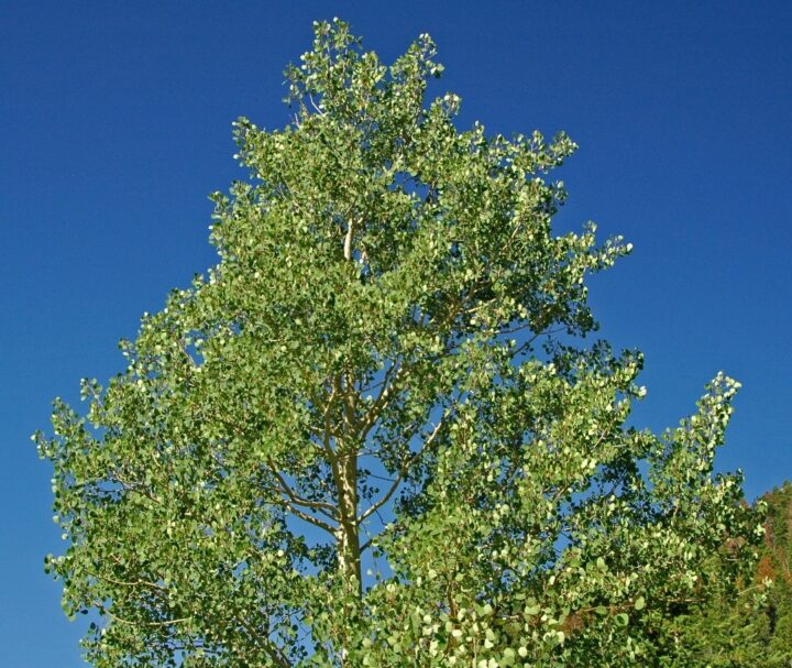 Quaking Aspen (10 Cubic Inch)