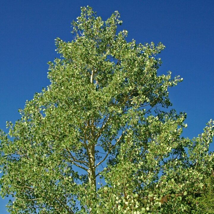 Quaking Aspen (10 Cubic Inch)