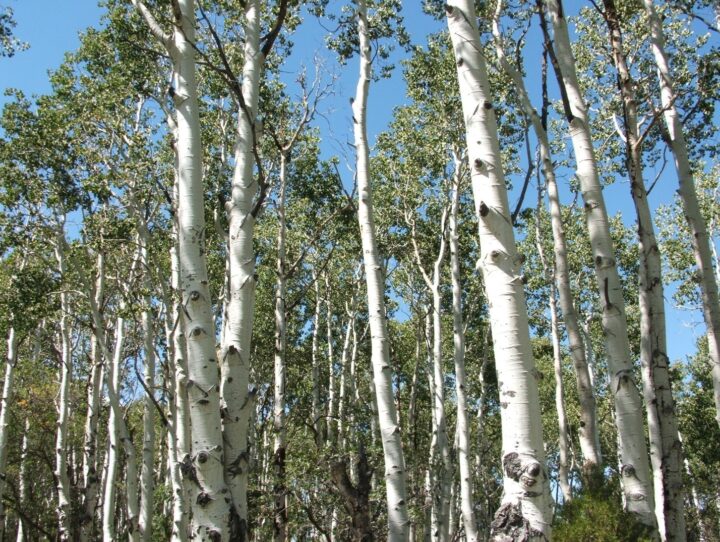 Quaking Aspen (10 Cubic Inch) - Image 2