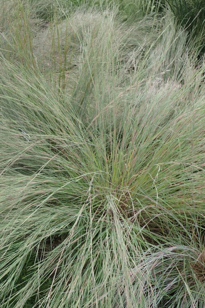Little Bluestem (7 Cubic Inch)