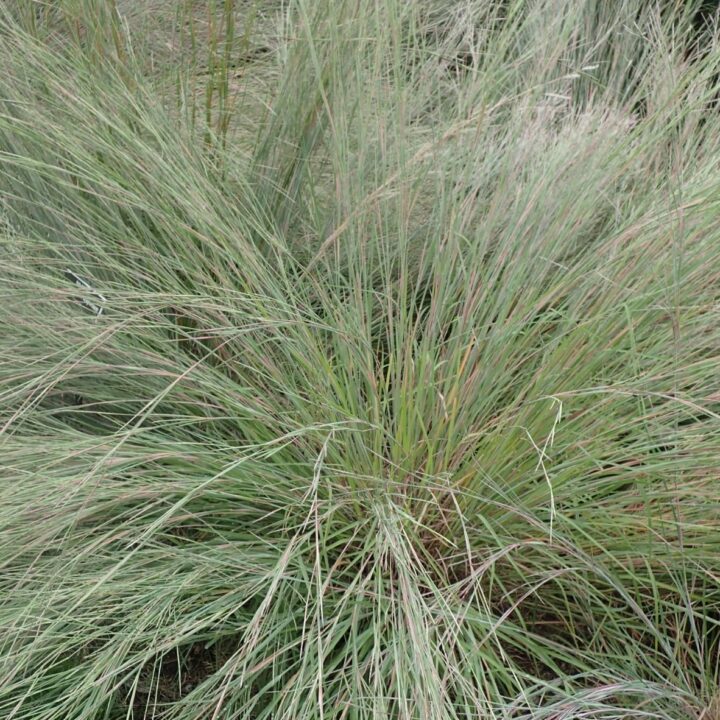 Little Bluestem (7 Cubic Inch)