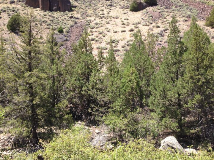 Rocky Mountain Juniper (40 Cubic Inch) - Image 3