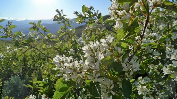 Serviceberry (40 Cubic Inch) - Image 3