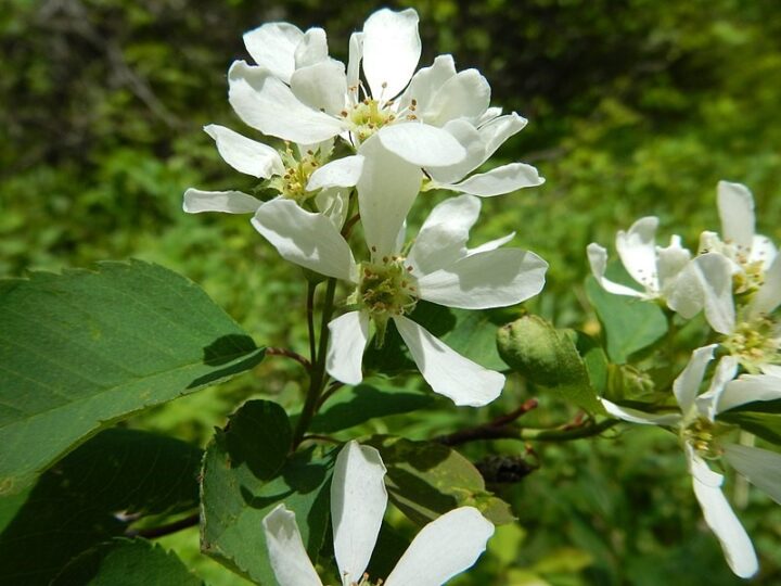 Serviceberry (40 Cubic Inch) - Image 2