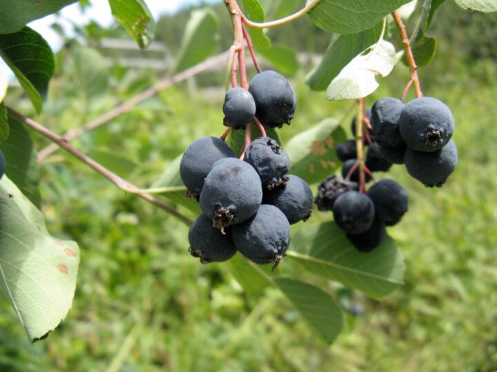 Serviceberry (40 Cubic Inch)