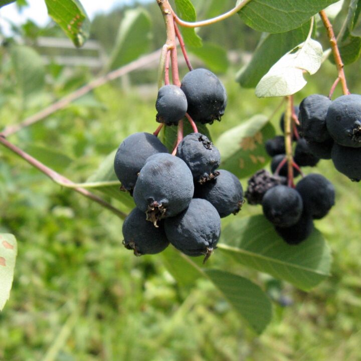 Serviceberry (40 Cubic Inch)