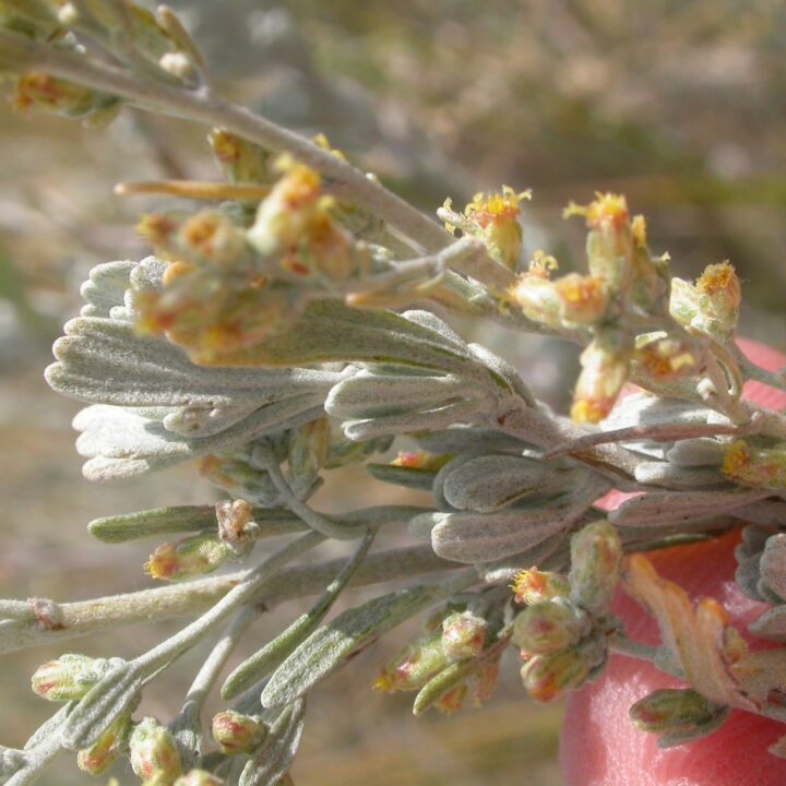 Wyoming Big Sagebrush (1 Gallon)
