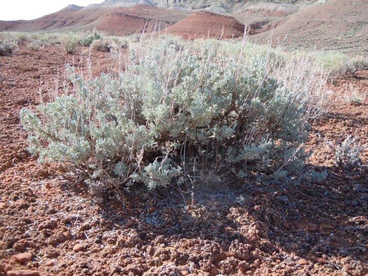 Wyoming Big Sagebrush (1 Gallon) - Image 2
