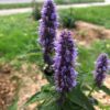 Anise Hyssop (7 Cubic Inch) - Image 2