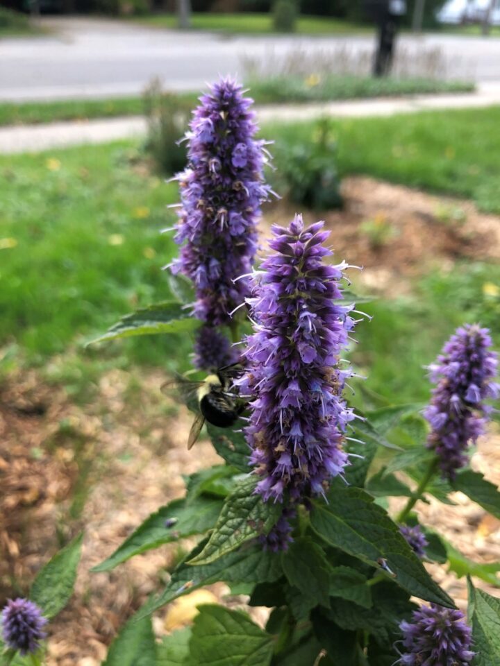 Anise Hyssop (7 Cubic Inch) - Image 2