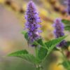 Anise Hyssop (7 Cubic Inch)