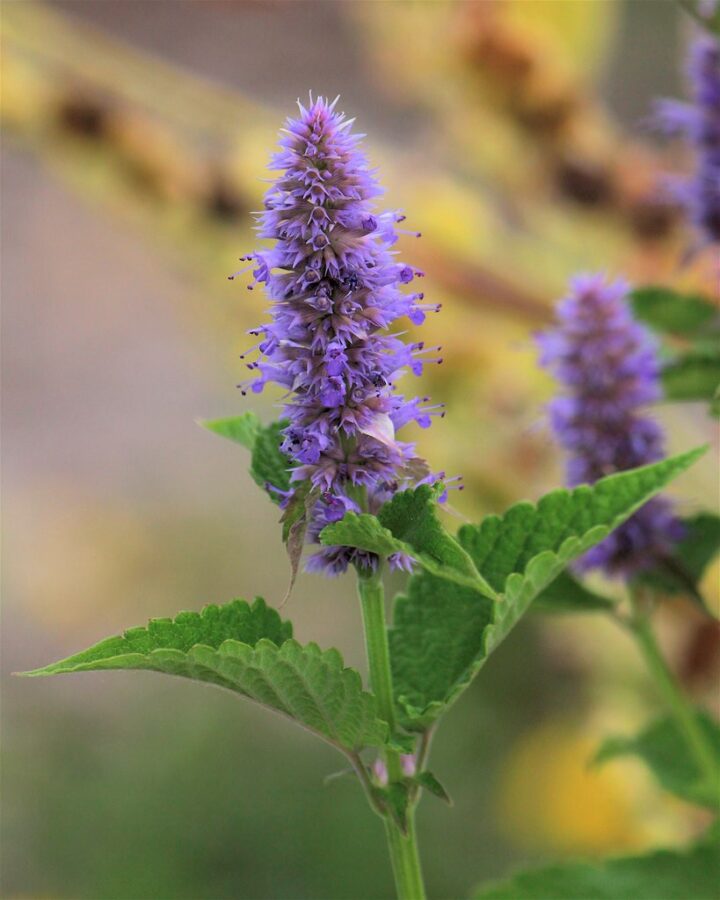 Anise Hyssop (7 Cubic Inch)