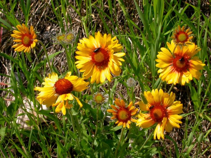 Blanket Flower (7 Cubic Inch) - Image 2