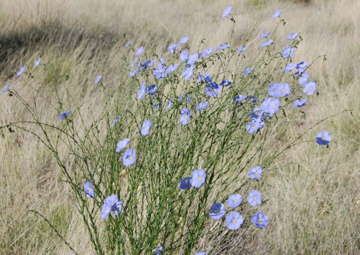 Wild Blue Flax (7 Cubic Inch) - Image 2