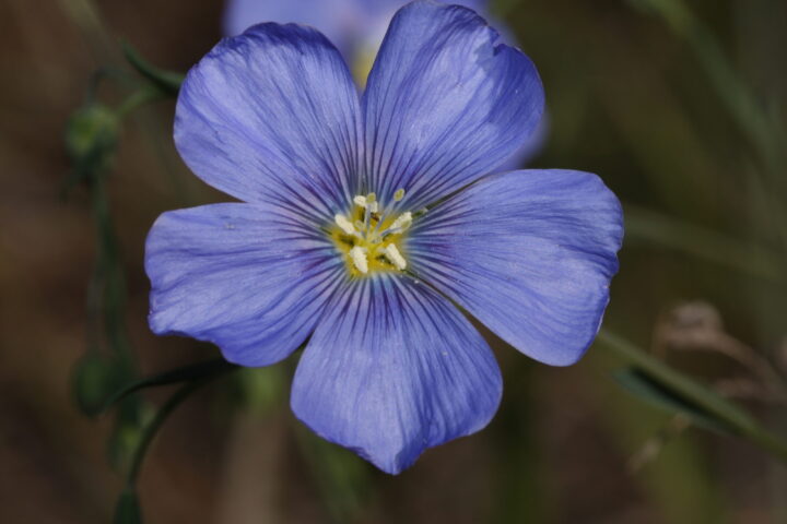 Wild Blue Flax (7 Cubic Inch)