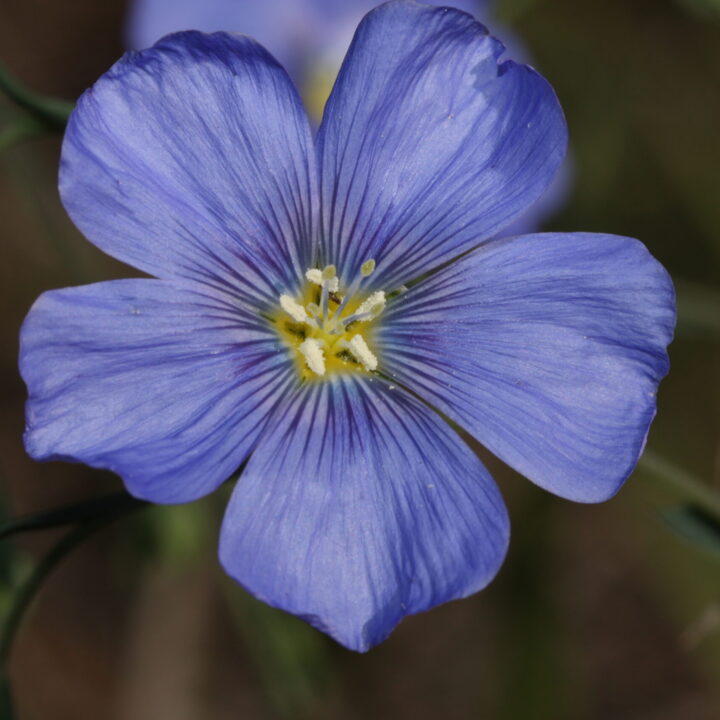 Wild Blue Flax (7 Cubic Inch)
