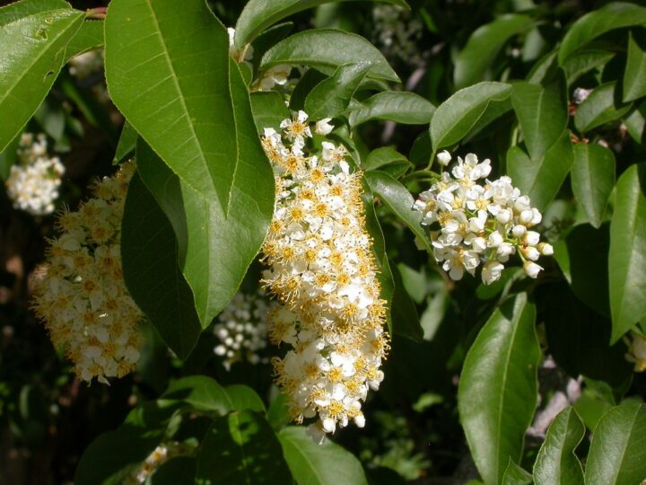 Chokecherry (40 Cubic Inch) - Image 3