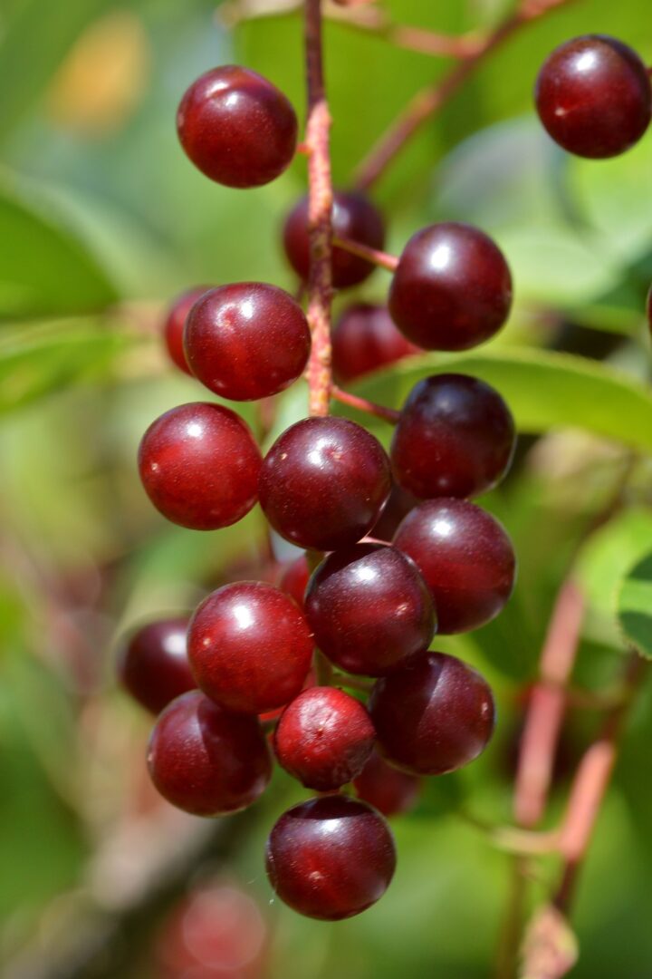 Chokecherry (40 Cubic Inch) - Image 2