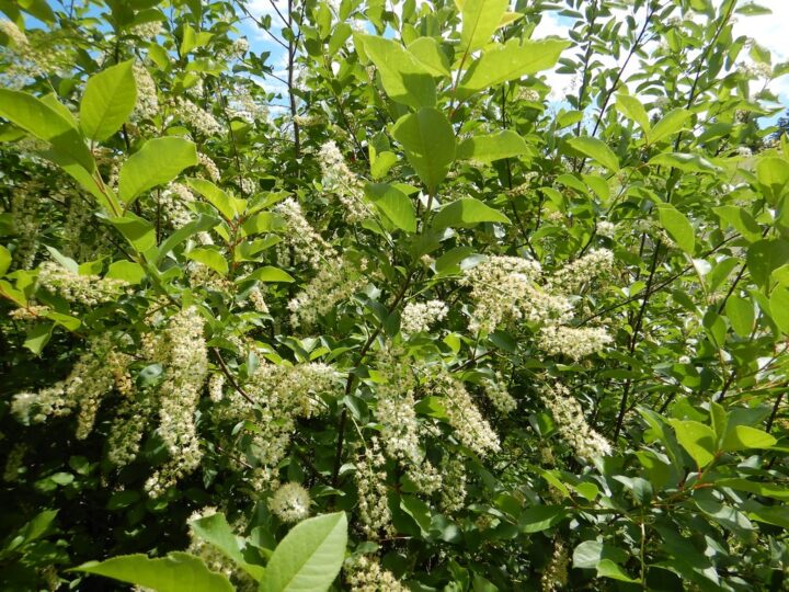 Chokecherry (40 Cubic Inch)