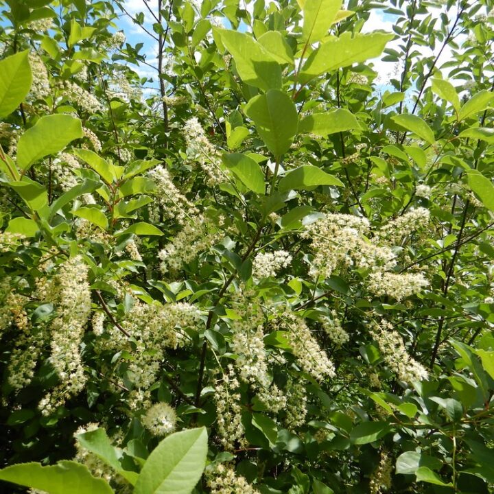 Chokecherry (40 Cubic Inch)