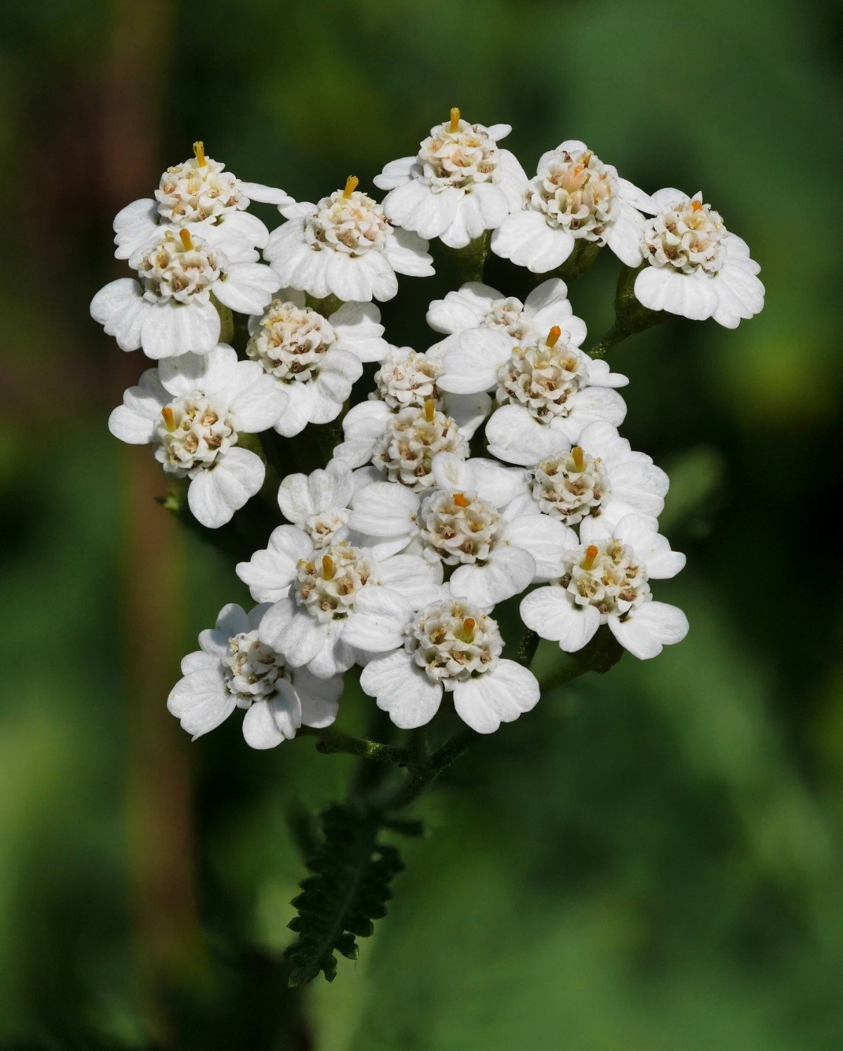 Common Yarrow cubic inch) | Freshwater