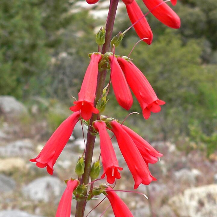 Firecracker Penstemon (7 Cubic Inch)