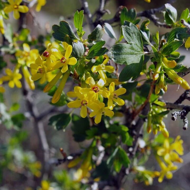 Golden Currant (40 Cubic Inch)
