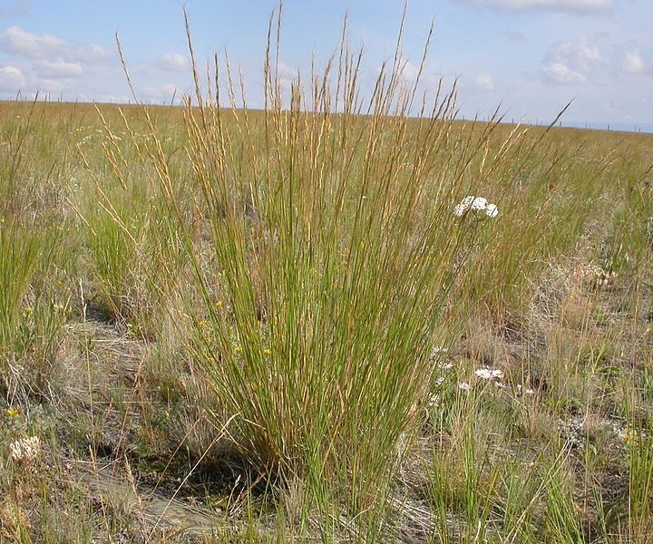 Idaho Fescue (7 Cubic Inch)