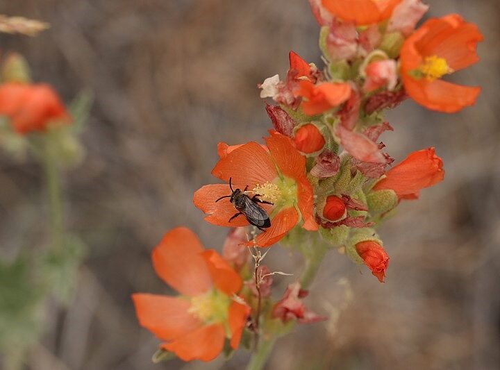Munro's Orange Globemallow (7 Cubic Inch)