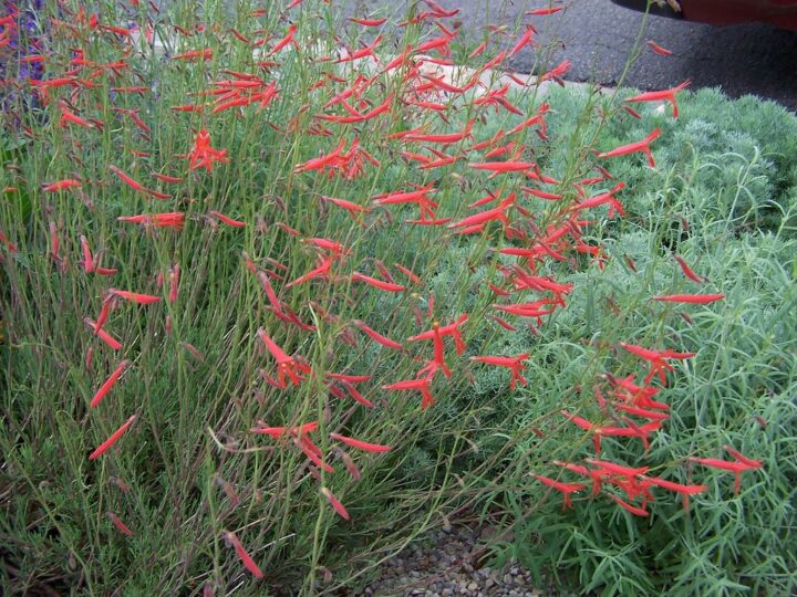 Pineleaf Penstemon (7 Cubic Inch) - Image 2