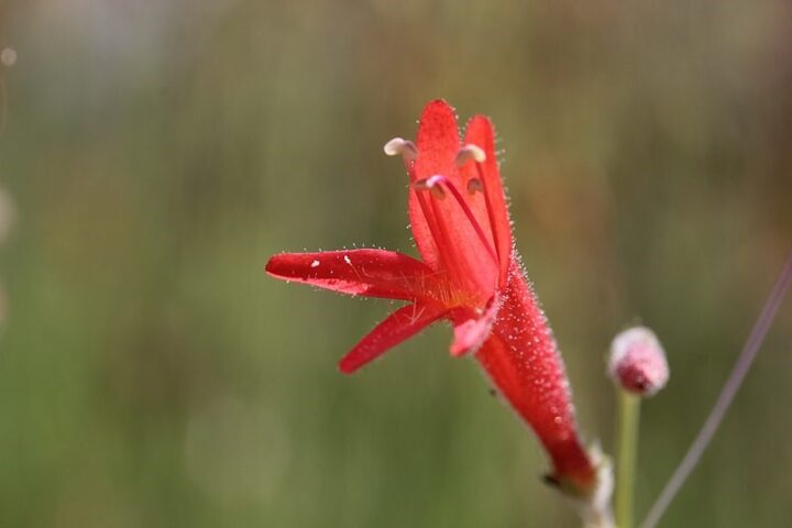 Pineleaf Penstemon (7 Cubic Inch)