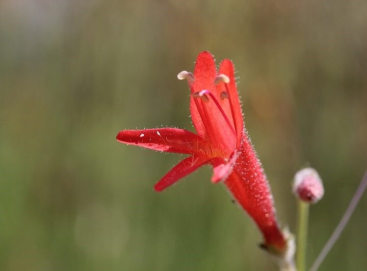 Pineleaf Penstemon (7 Cubic Inch)