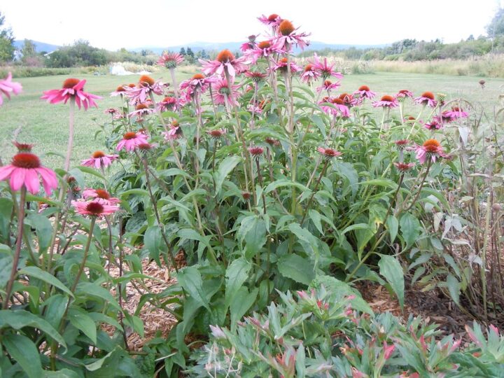 Purple Coneflower or Echinacea (7 Cubic Inch) - Image 2