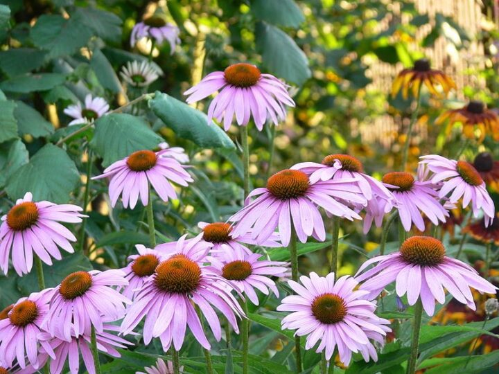 Purple Coneflower or Echinacea (7 Cubic Inch)