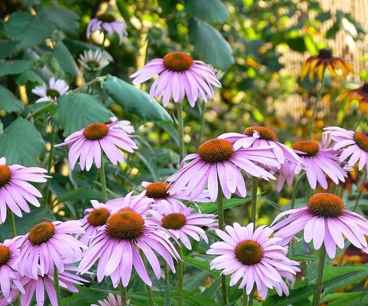 Purple Coneflower or Echinacea (7 Cubic Inch)