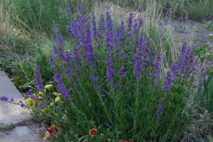 Rocky Mountain Penstemon (7 Cubic Inch) - Image 2