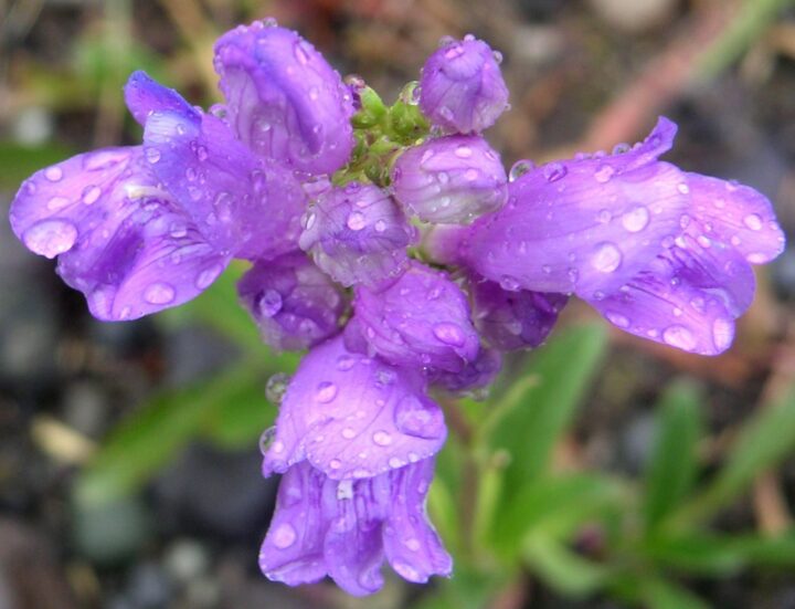 Rocky Mountain Penstemon (7 Cubic Inch)