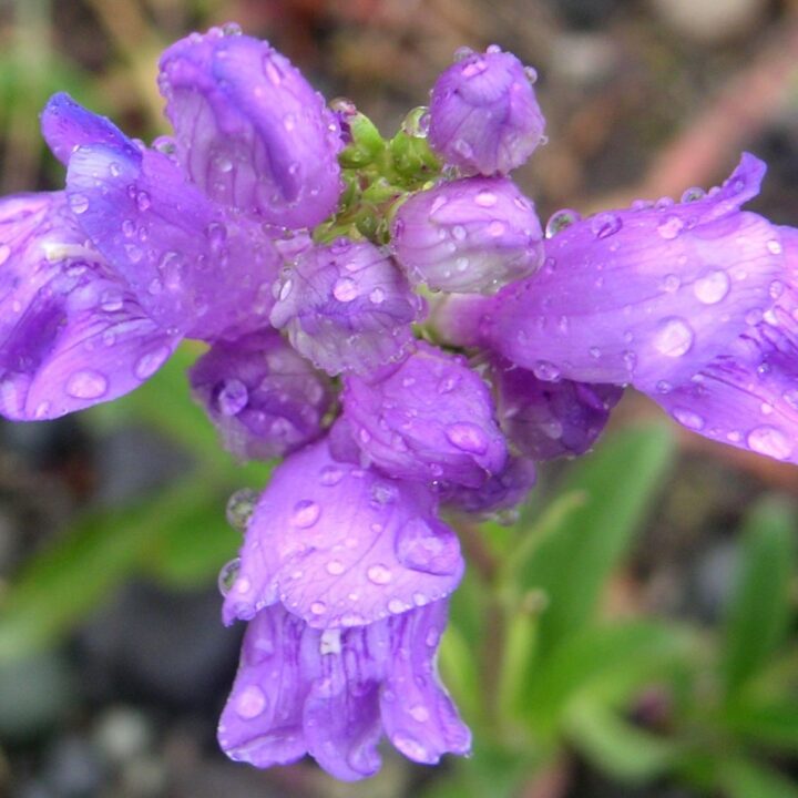 Rocky Mountain Penstemon (7 Cubic Inch)