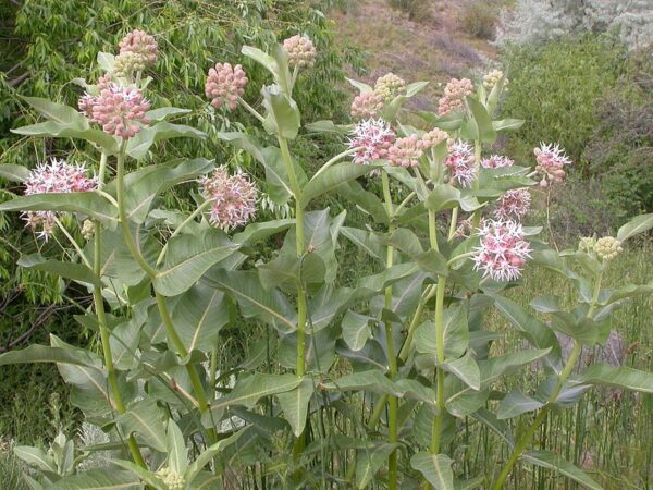 Showy Milkweed (1 Quart) - Image 2