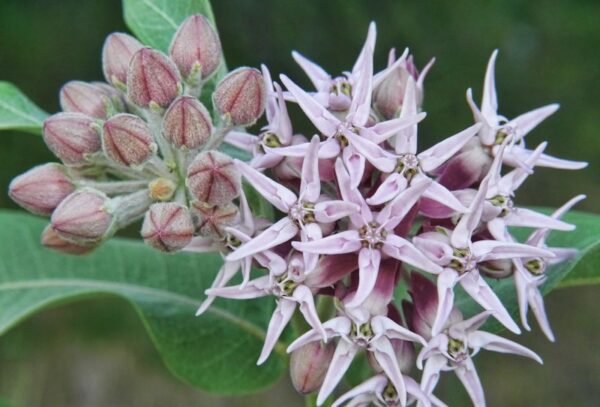 Showy Milkweed (1 Quart)