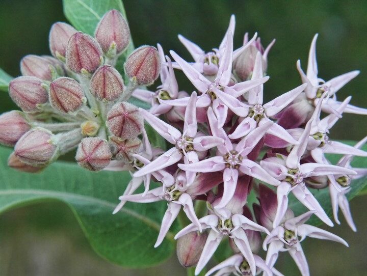 Showy Milkweed (1 Quart)