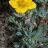 Shrubby Cinquefoil (40 Cubic Inch)