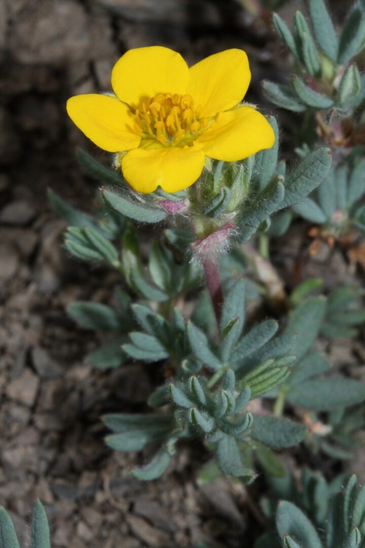 Shrubby Cinquefoil (40 Cubic Inch)