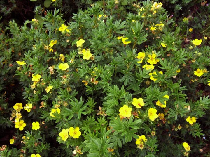 Shrubby Cinquefoil (40 Cubic Inch) - Image 2