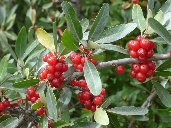 Silver Buffaloberry (10 Cubic Inch)