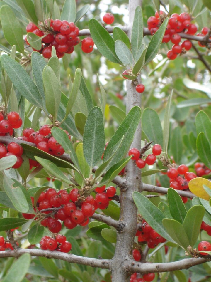 Silver Buffaloberry (10 Cubic Inch) - Image 4