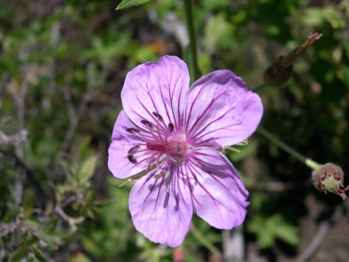 Sticky Geranium (7 Cubic Inch)