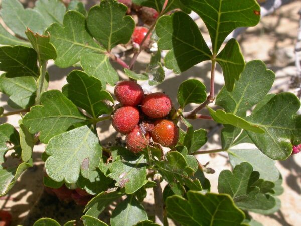 Oakleaf Sumac (40 Cubic Inch)