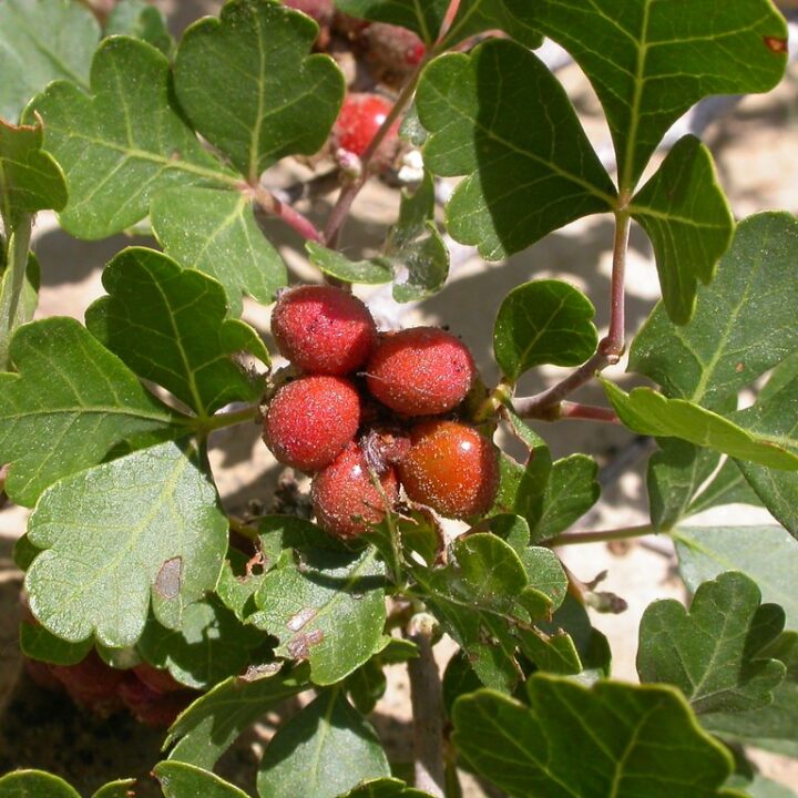 Oakleaf Sumac (40 Cubic Inch)