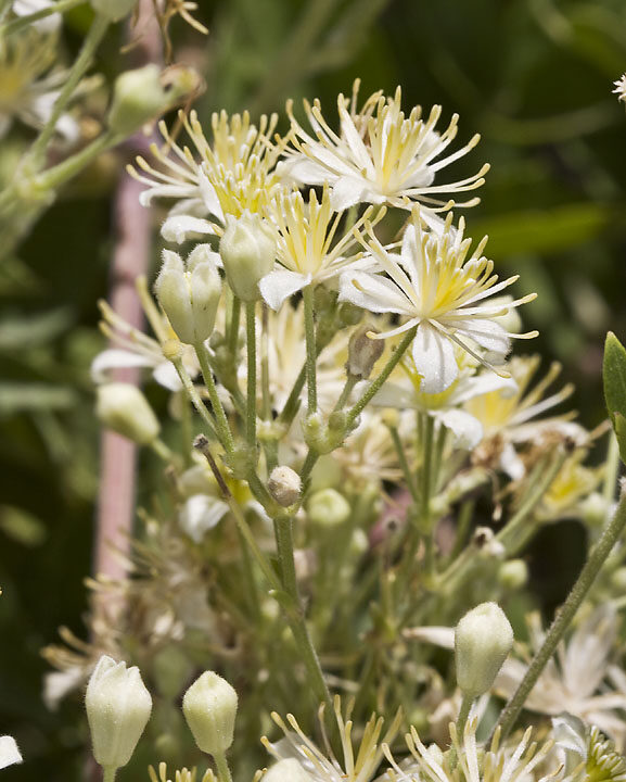 Western White Clematis (7 Cubic Inch)